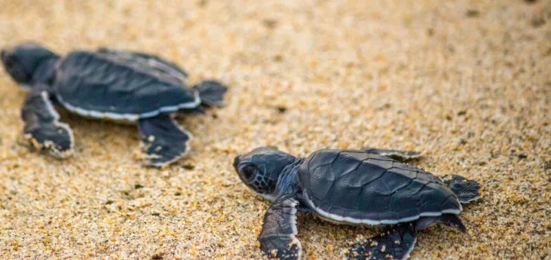 A juvenile sea turtle on a Saona beach within the park