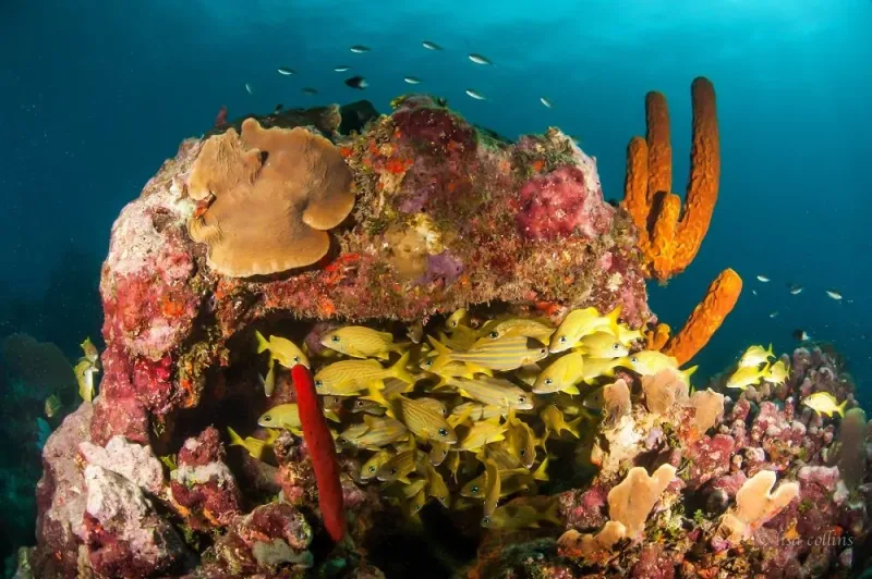 Catalina Island — underwater view of coral reef and tropical fish