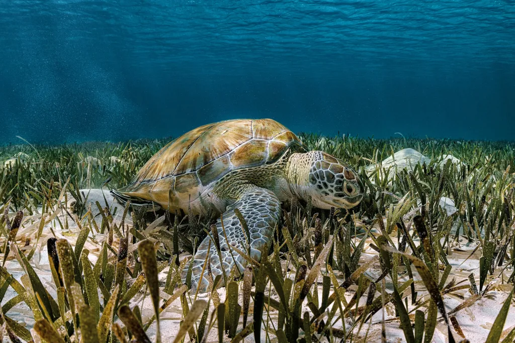 Marine seagrass beds and reef inside the park's protected waters