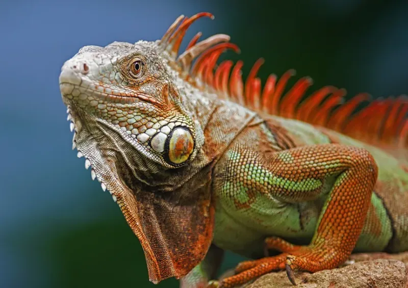 A rhinoceros iguana — endemic to Hispaniola
