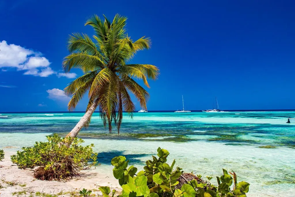 A long curve of empty white-sand beach lined with coconut palms