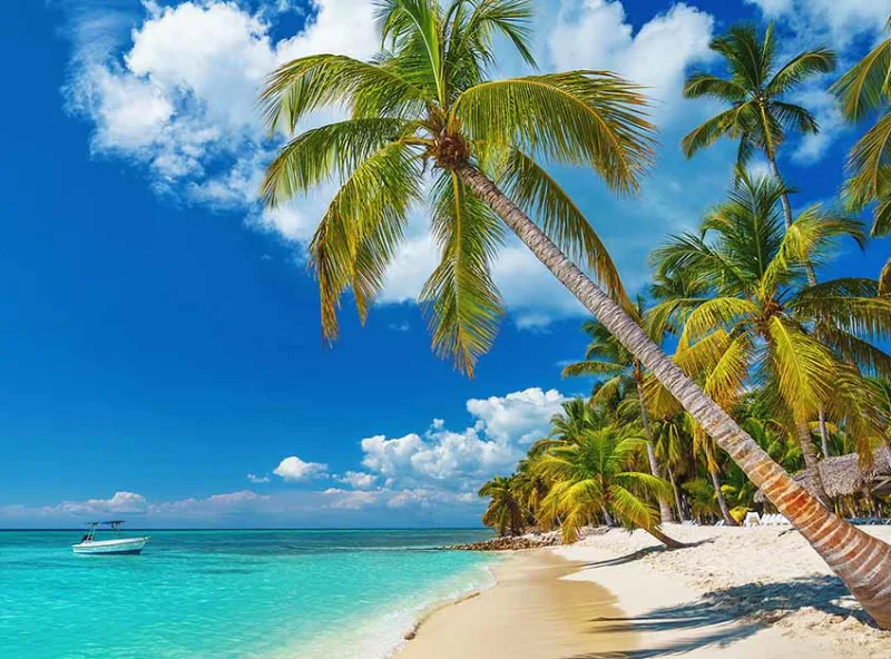 Palms framing a Caribbean horizon