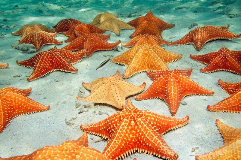A red Caribbean sea star resting on a sand bottom