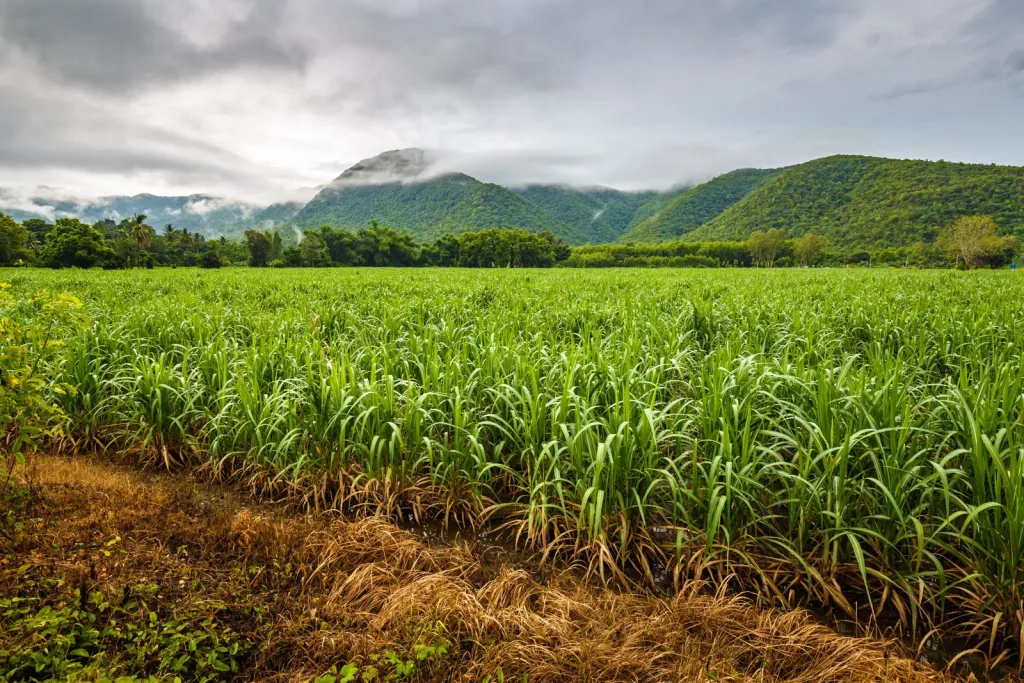 Sugar-cane fields lining the highway south of Higüey